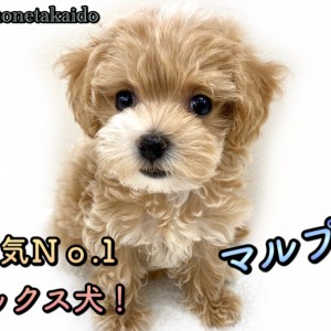 【 マルプー 】人気NO.1MIX!いい所取りのハイブリット犬!!