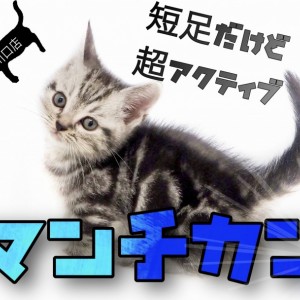 マンチカン 】入店時の足の長さは3㎝！？超短足マンチカンちゃん