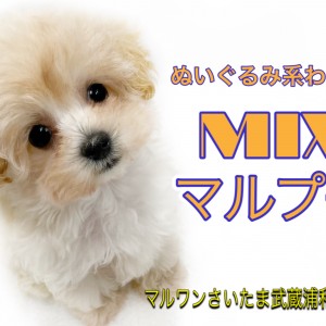 【 MIX 】初めてワンコを飼う方にオススメ!小さめマルプーくん!