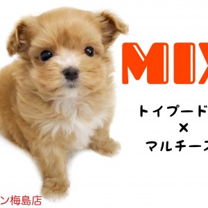 もふもふ小さめマルプーちゃん MIX犬 】小さめドワーフタイプのマルプーちゃん！その魅力をご