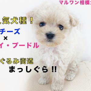 【 MIX 】大人気!ハーフ犬マルプー!子犬らしい眠さと好奇心の戦いを激写!