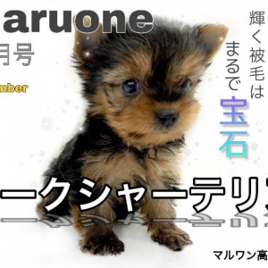 【 ヨークシャーテリア 】衝撃の手乗りサイズ!!輝く被毛はまるで宝石?!