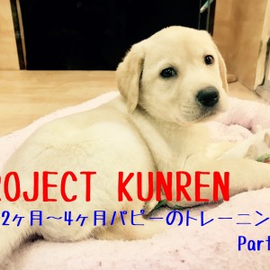 【 子犬のトレーニング 】月齢別のパピートレーニングpart1『2~4ヶ月齢』