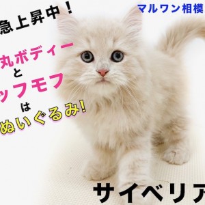 サイベリアン 猫アレルギーの方必見 ぬいぐるみ級もふもふイケにゃん登場 マルワンblog ペットショップ マルワン 小さめ子犬 美形な子猫 初心者安心のサポート