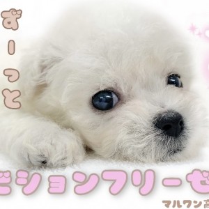 【 ビションフリーゼ 】純白ふわもこ!そのオススメカットを大紹介!!