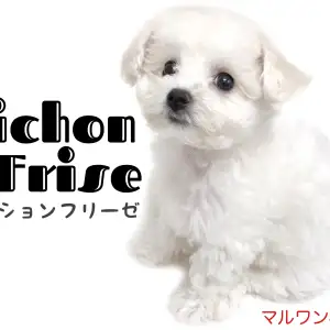 ビションフリーゼ プレミアム純白ガール その可愛さの秘密とは マルワンblog ペットショップ マルワン 小さめ子犬 美形な子猫 初心者安心のサポート