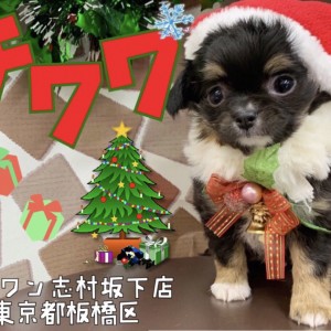 【 チワワ 】小さなサンタがやってきた!心温まる癒し系な童顔の男の子です!!
