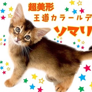 【 ソマリ 】まるで家庭を照らす太陽！王道ルディカラーの超美形！！