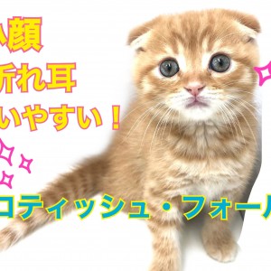 【 スコティッシュフォールド 】小さなお顔に抜群の折れ耳！飼いやすさ満点！