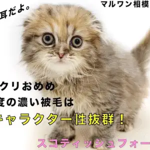 【 スコティッシュフォールド 】垂れ耳がポイント!特徴とお留守番についてご紹介!