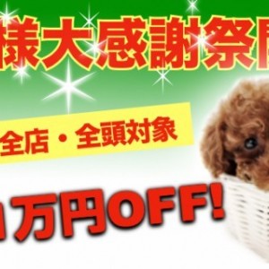 【 お客様大感謝際 】全店・全頭対象5~1万OFF!