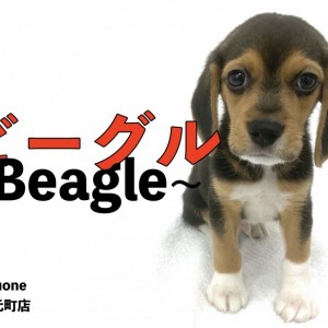 【 ビーグル 】頭の良さはピカイチな甘えん坊わんこ！