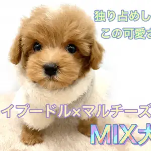 マルプー様おまとめ専用ページ♡ MIX 】天使のルックス×超甘えんぼうのWパンチ！小さめマルプーの