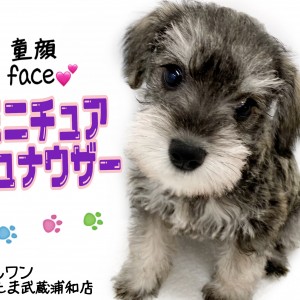 ミニチュアシュナウザー 最良の家庭犬 激カワなシュナちゃんの魅力とは マルワンblog ペットショップ マルワン 小さめ子犬 美形な子猫 初心者安心のサポート