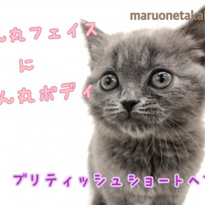 【 ブリティッシュショートヘア 】まん丸女の子!その体格にあったフードもご紹介!