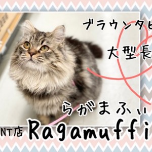 ラガマフィン ブラウンタビーの大型長毛 犬のような性格の猫ちゃん マルワンblog ペットショップ マルワン 小さめ子犬 美形な子猫 初心者安心のサポート