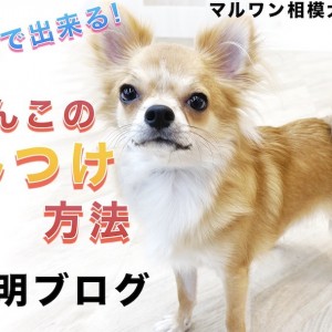 しつけ 】お家で出来る！犬のしつけ、トレーニング方法の説明書はこの 