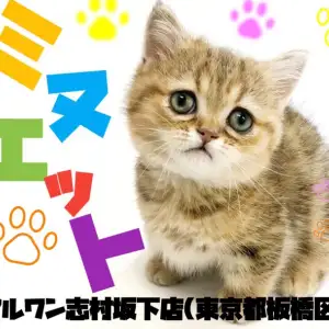 ミヌエット ペルシャとマンチカンの究極dna 癒しの困り顔の短足王子 マルワンblog ペットショップ マルワン 小さめ子犬 美形な子猫 初心者安心のサポート