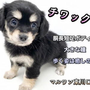 銀ひな〜斑柄兄妹〜 | 8/6わんわんビーチin兵庫県-1- AM5時出発