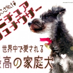 ミニチュアシュナウザー 】人懐っこさNo.1！世界中で愛される最高の家庭犬！ | マルワンBLOG | ペットショップ マルワン 小さめ子犬 美形な子猫  初心者安心のサポート