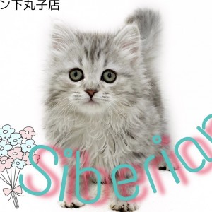 【 サイベリアン 】低アレルゲン猫!?遊ぶのが大好きな甘えん坊猫がやってきた!