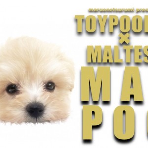 【 マルプー 】鶴見店のアイドル爆誕!2021年のセンターは僕に決まり!