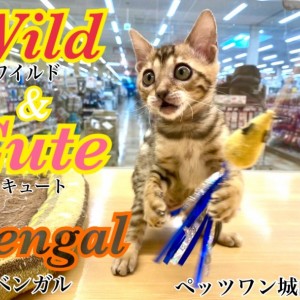 WRouge 総ネコ柄 病みかわ V系 ドルマン 2022/04/28 | さわむらベンガル猫ブリーダー