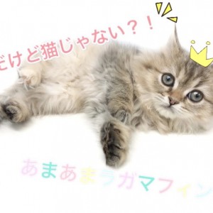 ラガマフィン 人懐っこく甘えん坊な性格 猫初心者にもオススメなその理由とは マルワンblog ペットショップ マルワン 小さめ子犬 美形な子猫 初心者安心のサポート