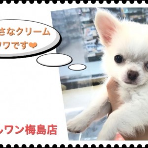 チワワ 】クリームカラーの小さめサイズ！ 子犬の疑問にもお答え
