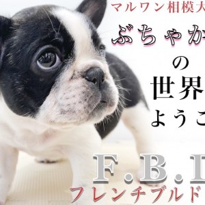 【 フレンチブルドッグ 】短頭種好き必見！当店の特殊育成＆特徴をブルマニアが紹介