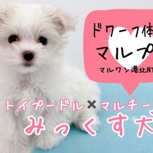 Mix ドワーフ体型のマルプーちゃん ホワイトカラーの極上ミックス犬 マルワンblog ペットショップ マルワン 小さめ子犬 美形な子猫 初心者安心のサポート