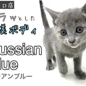 ロシアンブルー 】アッシュブルーの美しい被毛！スレンダー