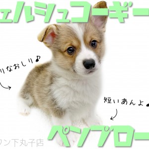 ウェルシュコーギーペンブローク 短いしっぽと丸いおしりがキュートな子犬くん マルワンblog ペットショップ マルワン 小さめ子犬 美形な子猫 初心者安心のサポート