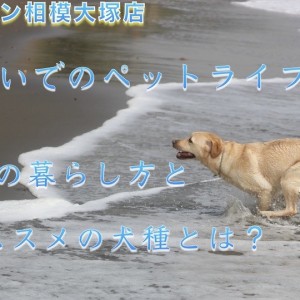 【 神奈川ペットライフ  】湘南エリア・海沿いでの犬との生活&オススメの犬種!