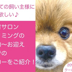 【 元町トリミング 】サロン初めての飼い主様必見!予約~トリミングのお迎えまで!