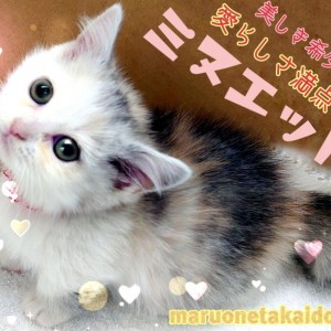 【 ミヌエット 】愛らしさ満点!美しき希少種!癒し系短足にゃんこ!