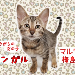 ベンガル 】ヒョウ柄模様が美しい女の子！活発な猫ちゃんとの遊び方を