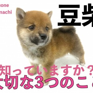 豆柴 豆柴子犬 12/7 男の子♂1売約済 | 日本犬豆柴育成普及会 摂州宝山荘