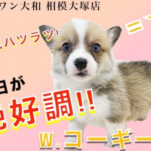 【 コーギー 】尻尾の短いペンブローク!明るい性格とお尻がチャームポイント!