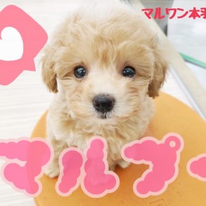 【 マルプー 】ドワーフマルプー登場！！トキメキ指数300％の衝撃の可愛さ！