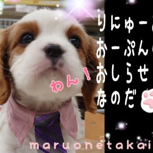 【マルワン高井戸店リニューアルオープンに関するお知らせ】