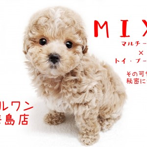 【 MIX犬・マルプー 】 人気のMIX犬!その可愛さの秘密に迫る!