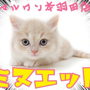 ミヌエット 短足プレミアムキャット登場 マンチカンとの違いはここだ マルワンblog ペットショップ マルワン 小さめ子犬 美形な子猫 初心者安心のサポート