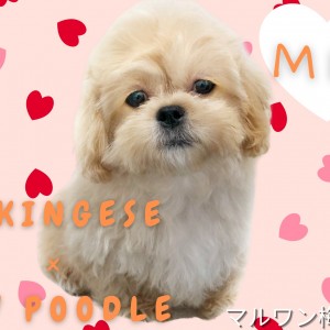 Mix犬 オンリーワン 綺麗なアプリコットカラーのペキプーくんをご紹介 マルワンblog ペットショップ マルワン 小さめ子犬 美形な子猫 初心者安心のサポート