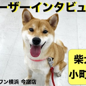 【ユーザーレビュー】横浜今宿店の卒業生インタビュー!初めての柴犬編!
