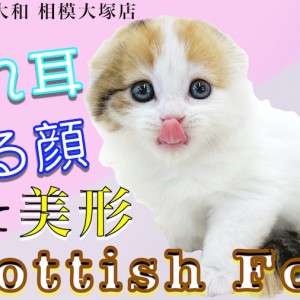 【 スコティッシュフォールド 】垂れ耳と丸顔!オリジナリティの高いキャリコバン