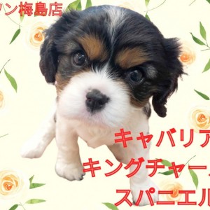 【 キャバリア 】フレンドリーなキャバリアちゃんの性格とその特徴とは?