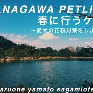 【 神奈川ペットライフ 】愛犬にも花粉対策が必要?この時期にしてあげたいケアとは