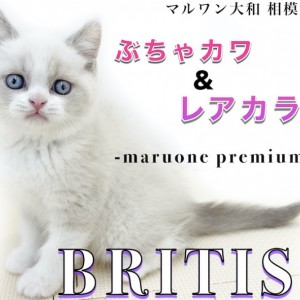 【 ブリティッシュショートヘア 】必見!希少ブルーポイントバイカラー男の子登場!