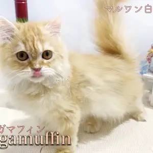 51 割引no 221 こちらを見つめる白い猫ちゃん Www Contrastaria Pt